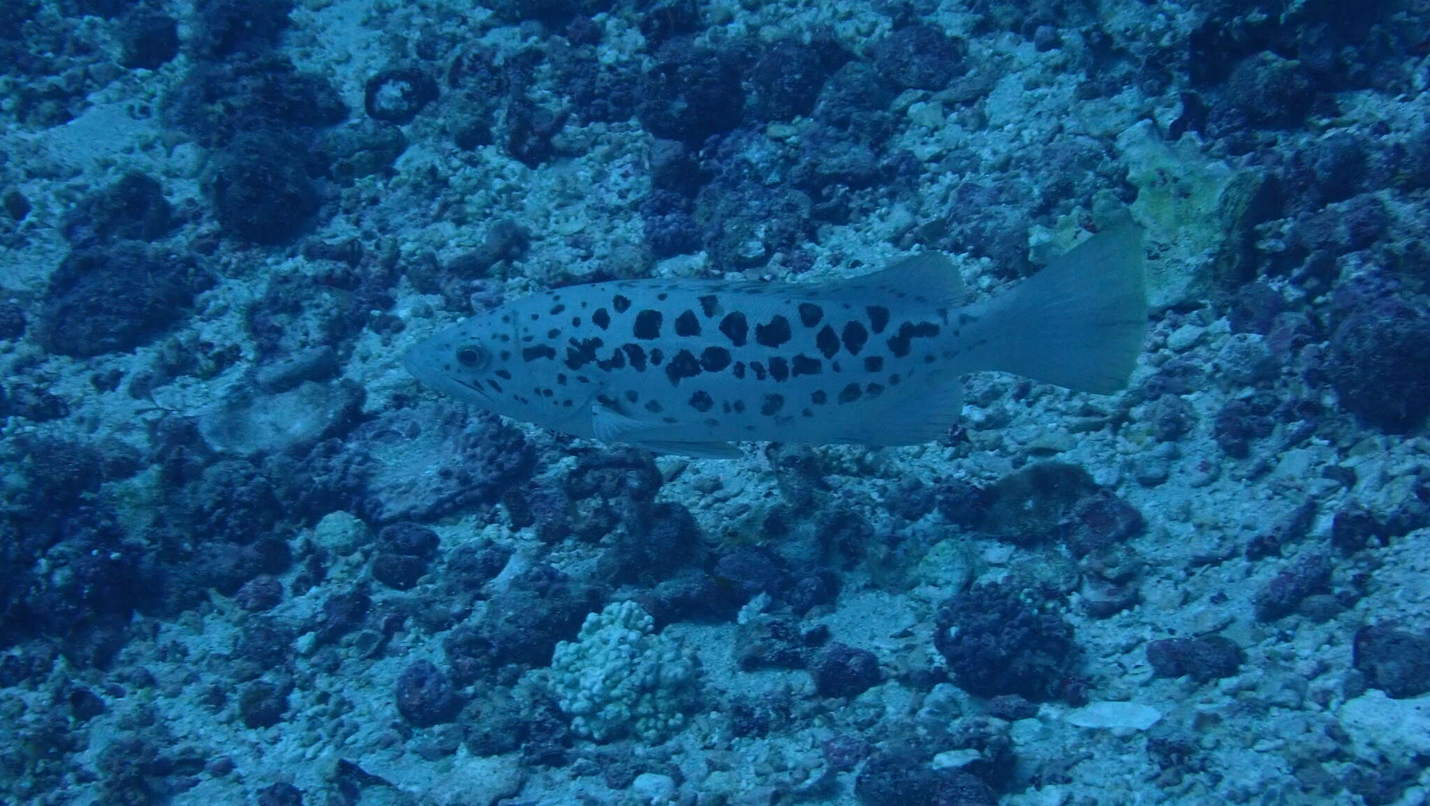 Image of Comb Grouper