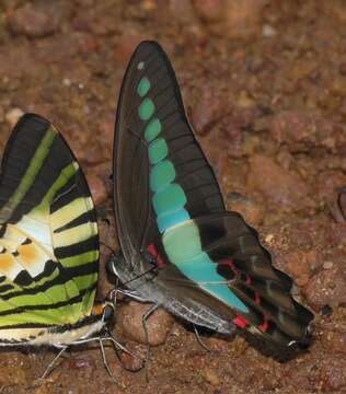 Image of <i>Graphium <i>sarpedon</i></i> sarpedon