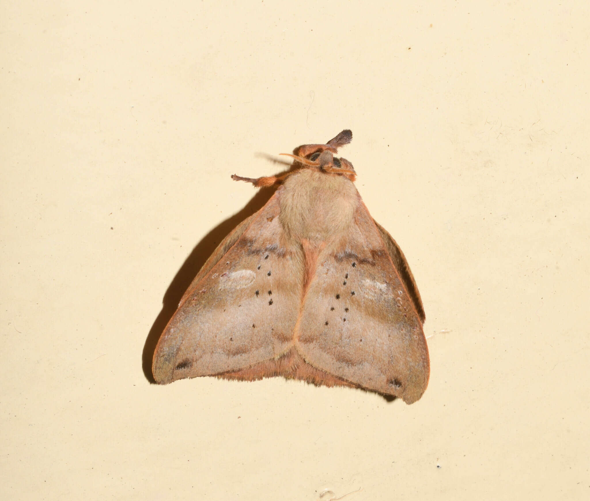 Image of Automerina cypria (Gmelin 1790)