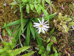 Image of Celmisia adamsii T. Kirk