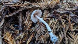 Imagem de Agaricus diminutivus Peck 1902