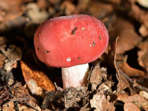 Image of Russula kermesina T. Lebel 2007