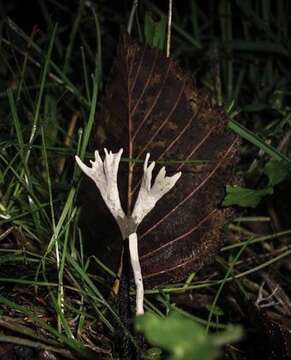 Image of Candle-snuff Fungus