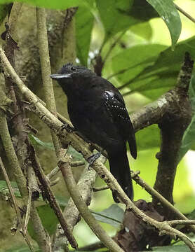 Image of Black-hooded Antshrike