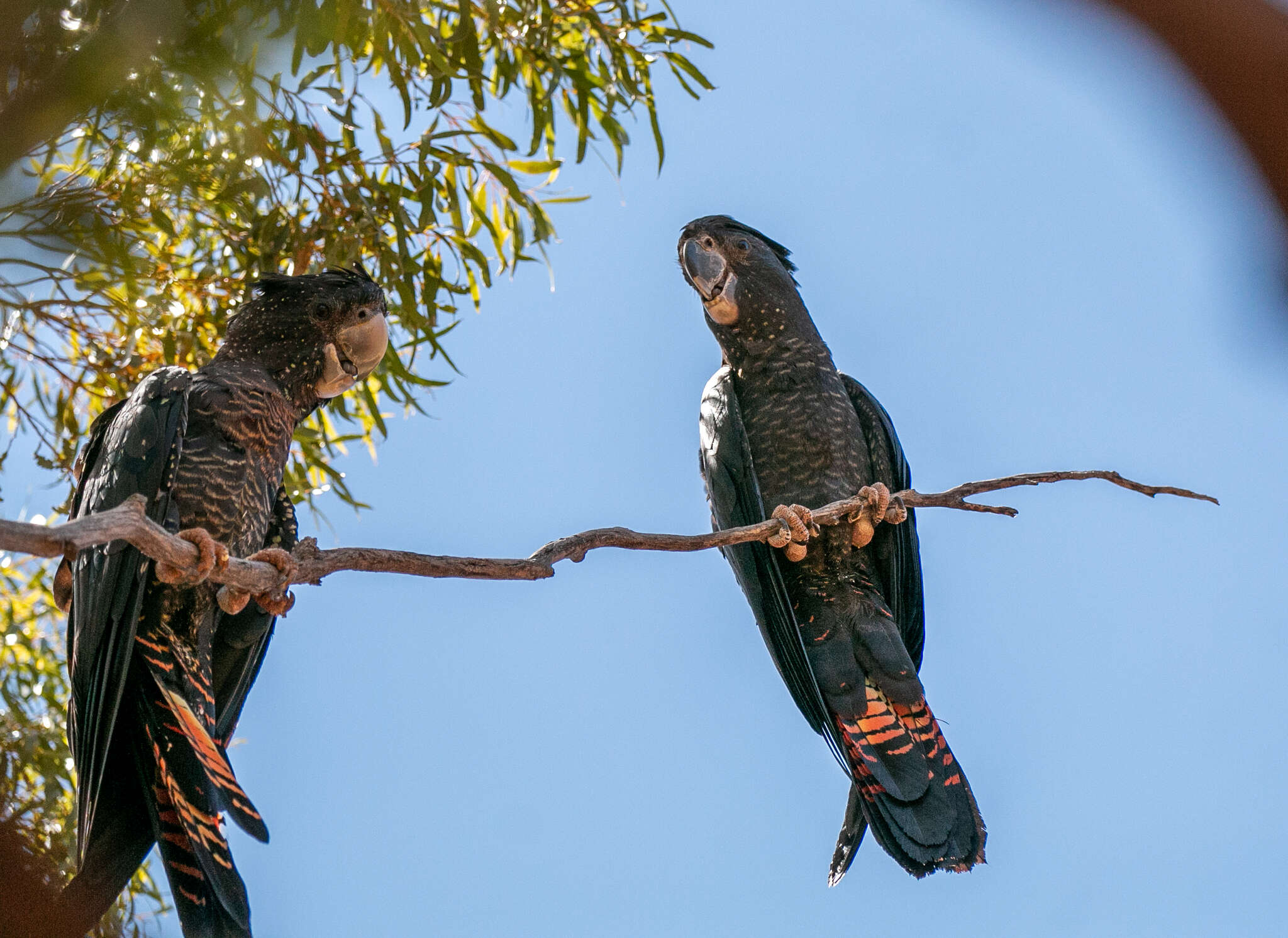 Image of Calyptorhynchus banksii escondidus Ewart, Joseph & Schodde 2020