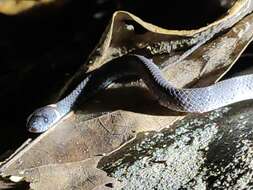 Image of Mountain Slug Snake