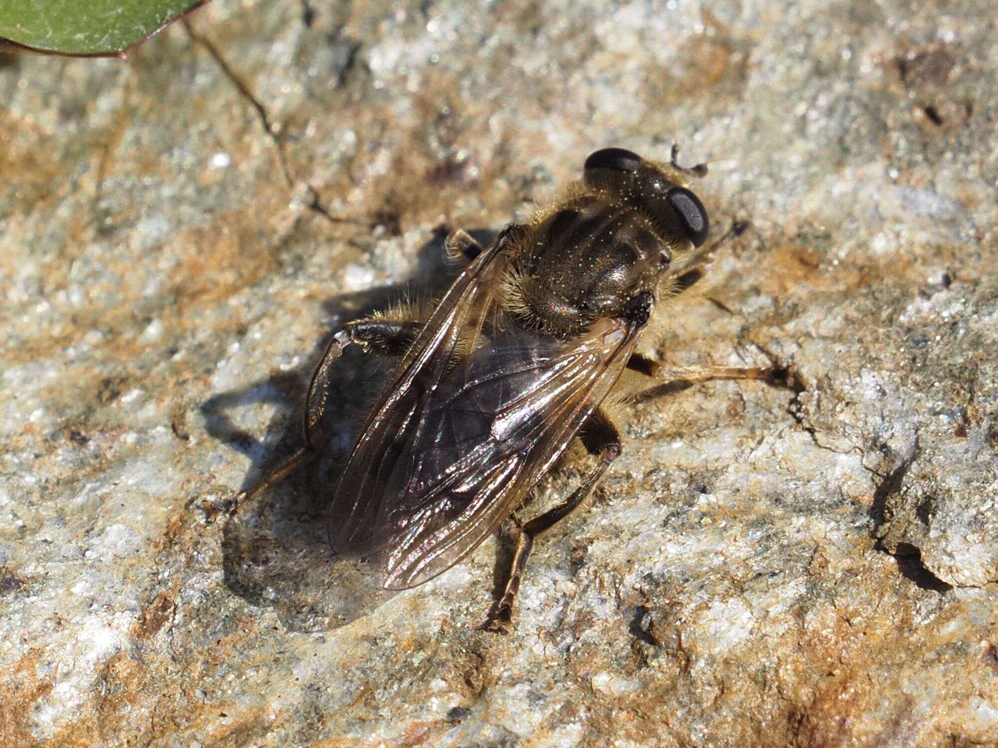 Image of Chalcosyrphus eunotus (Loew 1873)