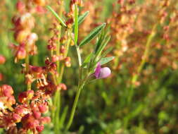 Imagem de Vicia lathyroides L.