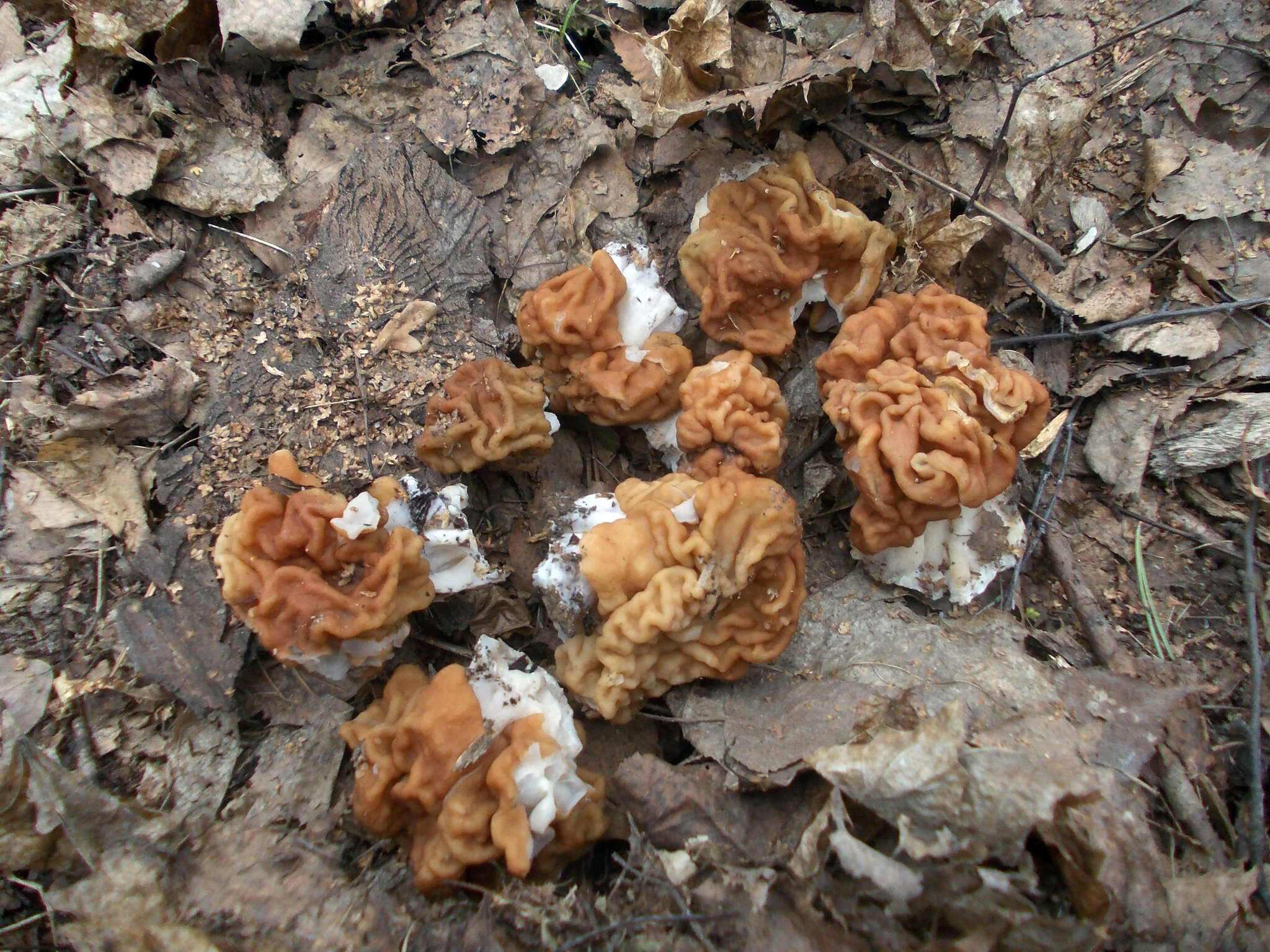 Image of bull-nose false morel