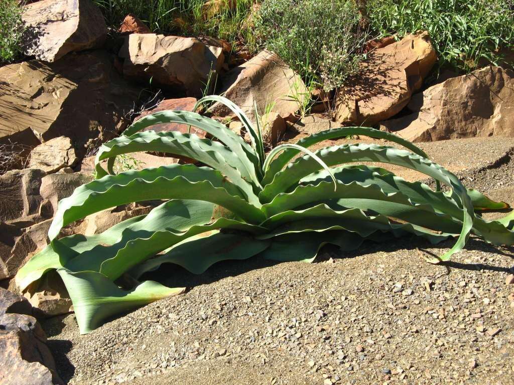 Image de Crinum buphanoides Welw. ex Baker