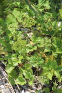 Imagem de Ligusticum scoticum subsp. hultenii (Fern.) Calder & Roy L. Taylor