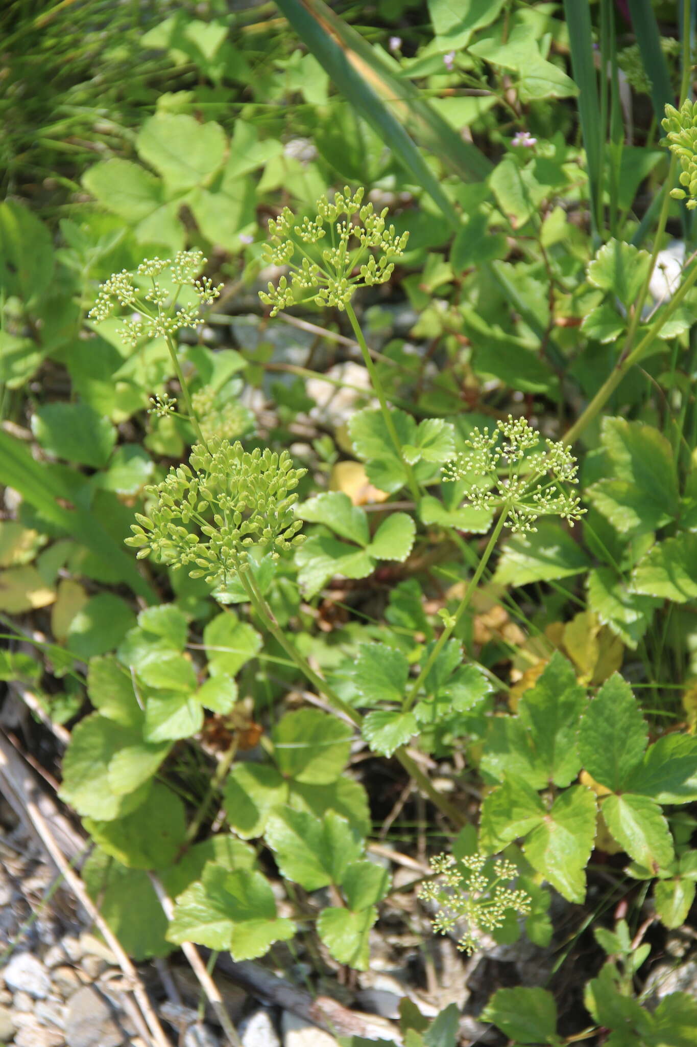 Ligusticum scoticum subsp. hultenii (Fern.) Calder & Roy L. Taylor resmi