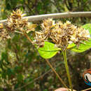 Image of Verbesina oligantha B. L. Rob.