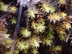 Image of blackmat splashzone moss