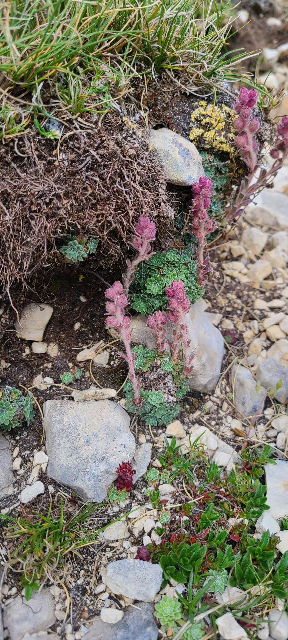 Sivun Saxifraga porophylla Bertol. kuva