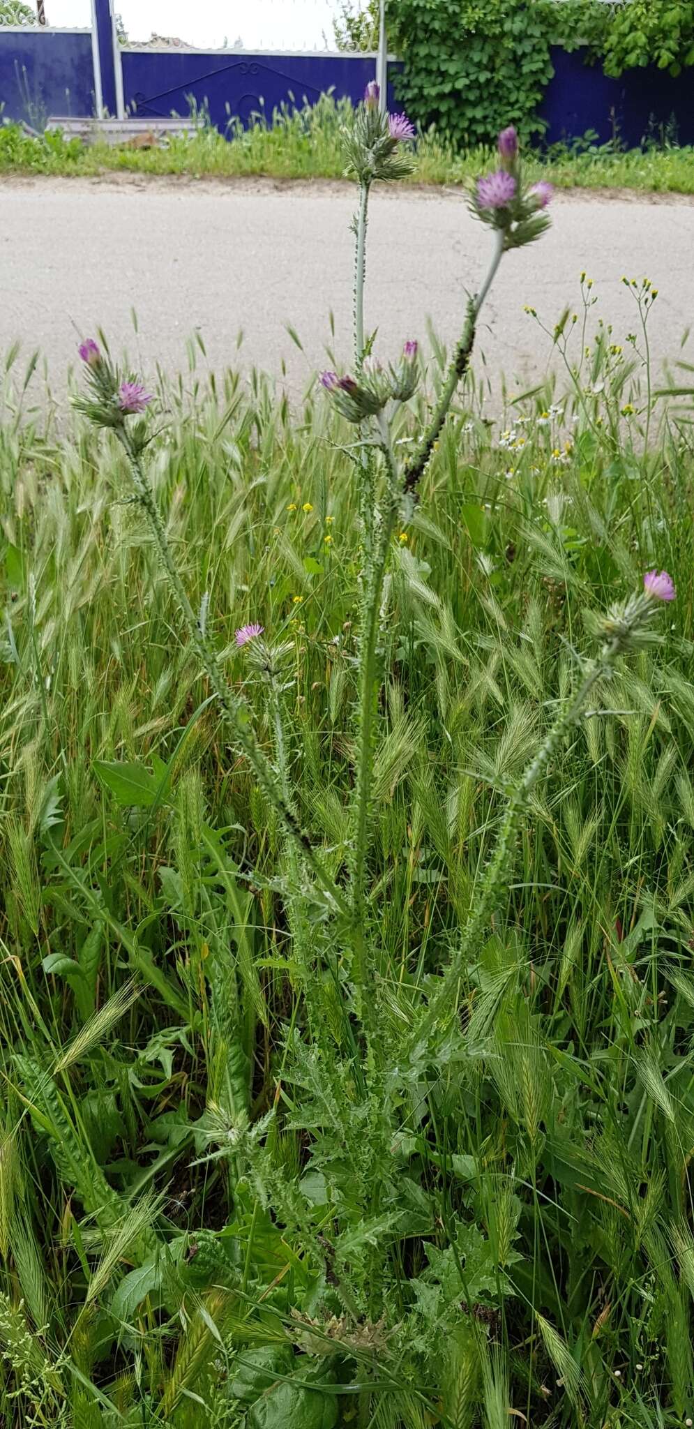 Image of Arabian thistle