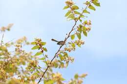 Image of White-browed Gnatcatcher