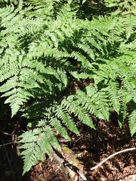 Image of Bracken