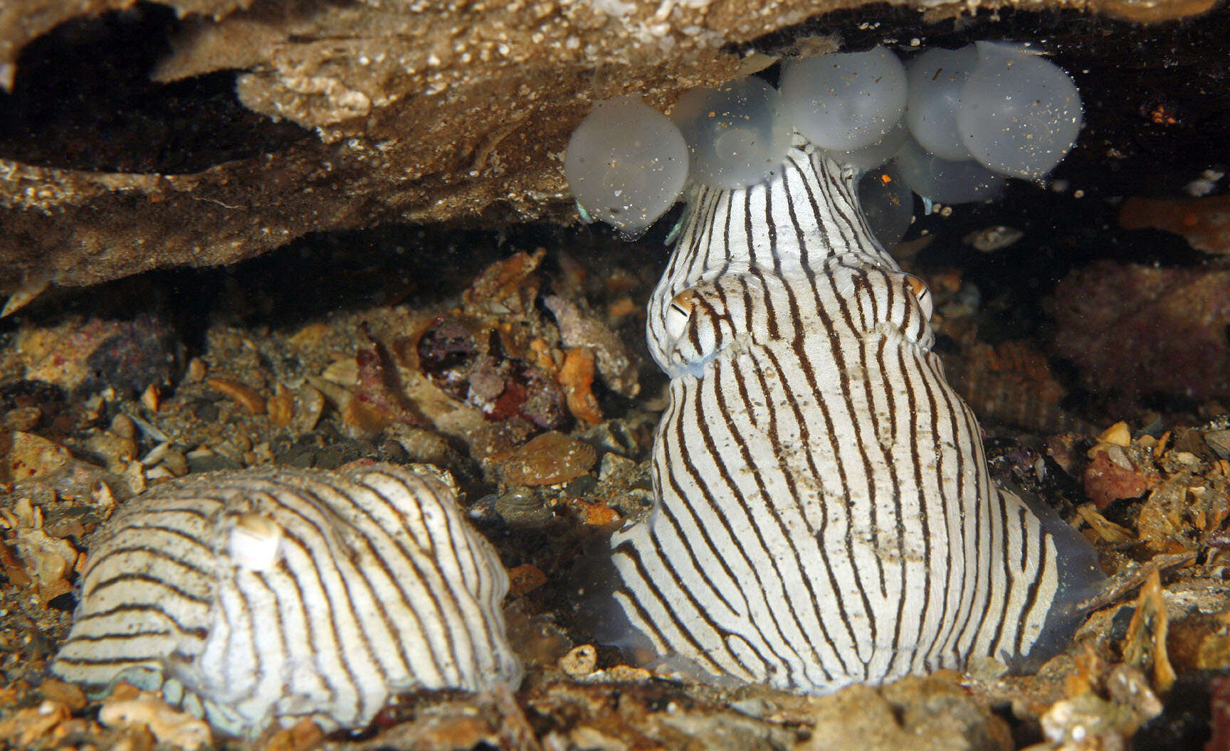 Image of Striped Pyjama Squid