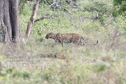 Image of Sri Lankan leopard