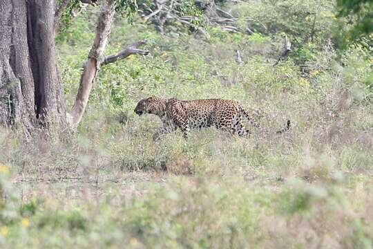 Imagem de Leopardo do Sri Lanka