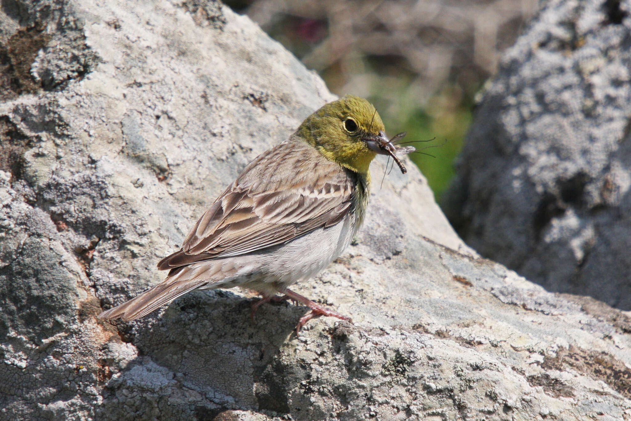 Image of Cinereous Bunting