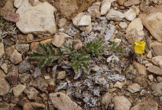 Imagem de Potentilla morefieldii B. Ertter