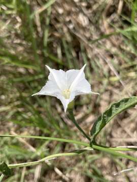 Image of Convolvulus hermanniae L'Her.