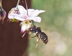 Lasioglossum calophyllae (Rayment 1935)的圖片