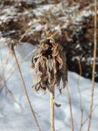 Image of Goldenrod Bunch Gall