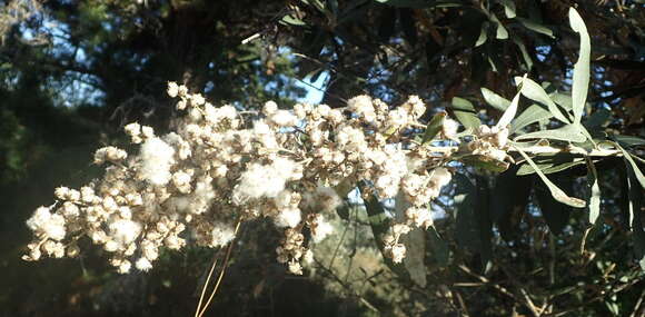 صورة Tarchonanthus littoralis