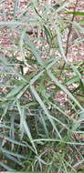 صورة Atalaya salicifolia (DC.) Bl.