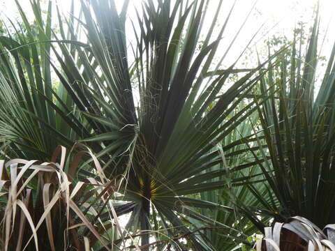 Image of Rio Grande palmetto