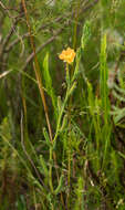 Plancia ëd Oenothera parodiana Munz