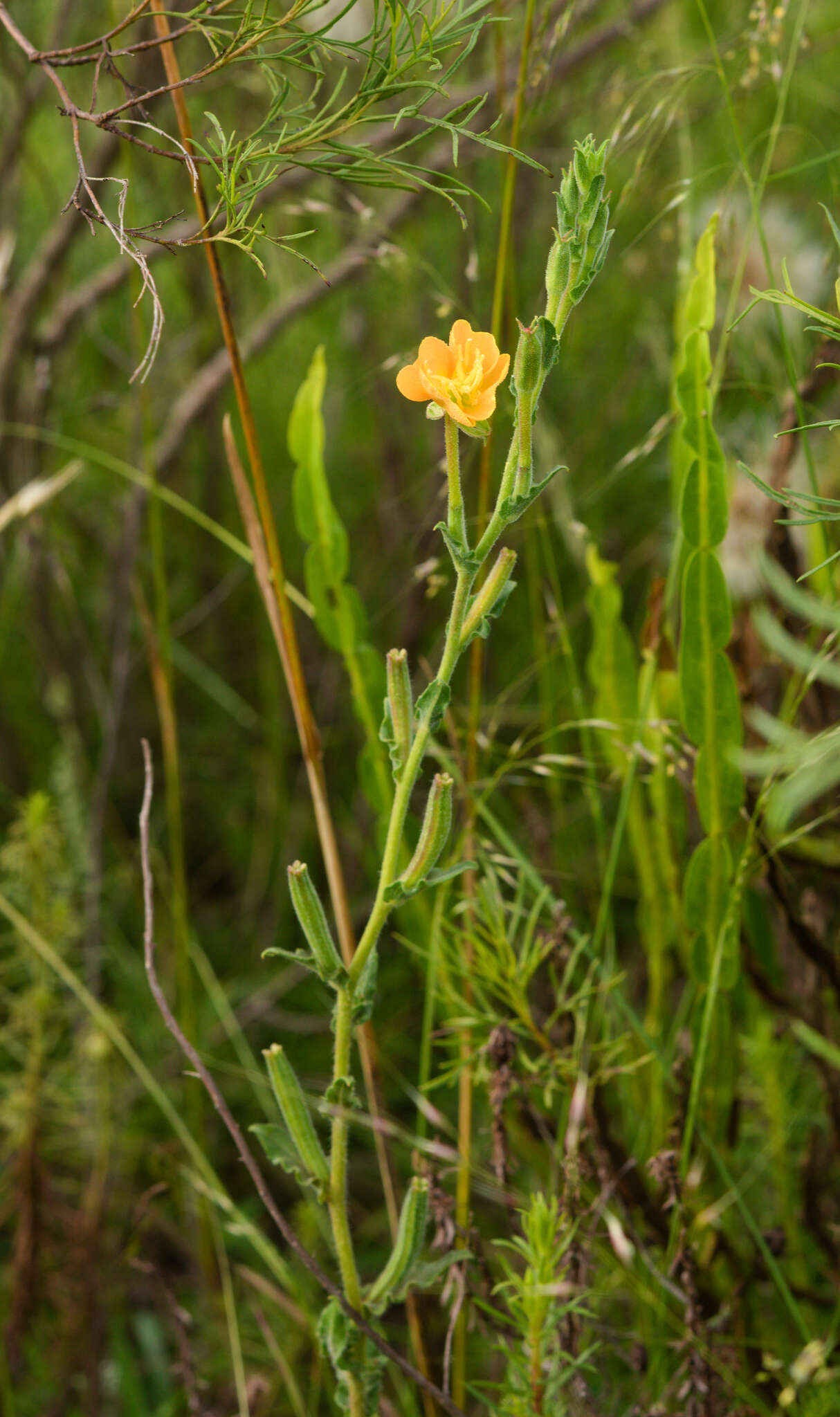 Plancia ëd Oenothera parodiana Munz