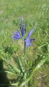 Image of large camas