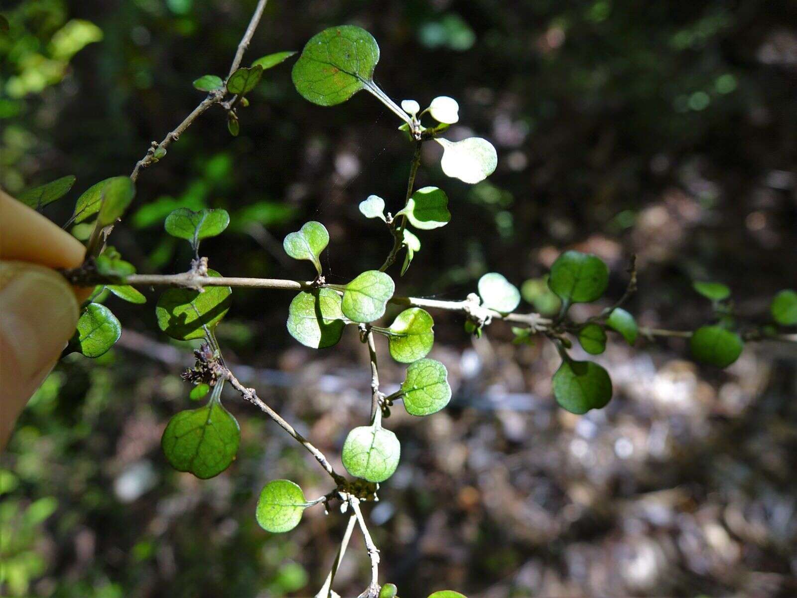 Image of Coprosma spathulata subsp. spathulata