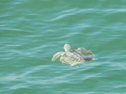 Image of Ridley sea turtles