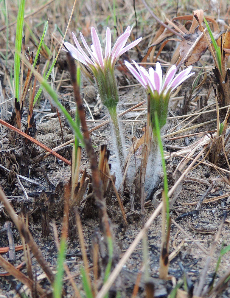 Image of Gerbera natalensis Sch. Bip.