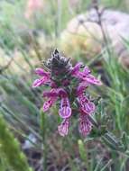 Imagem de Stachys grandidentata Lindl.