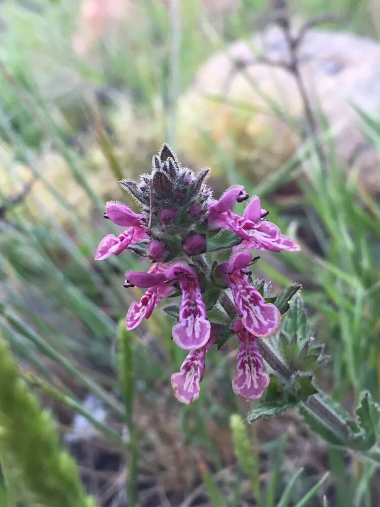 Imagem de Stachys grandidentata Lindl.