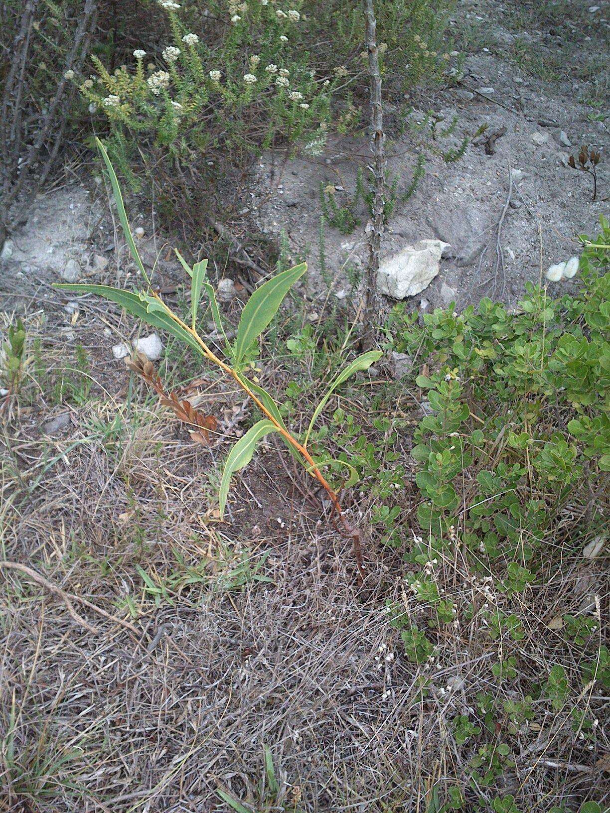 Image of orange wattle