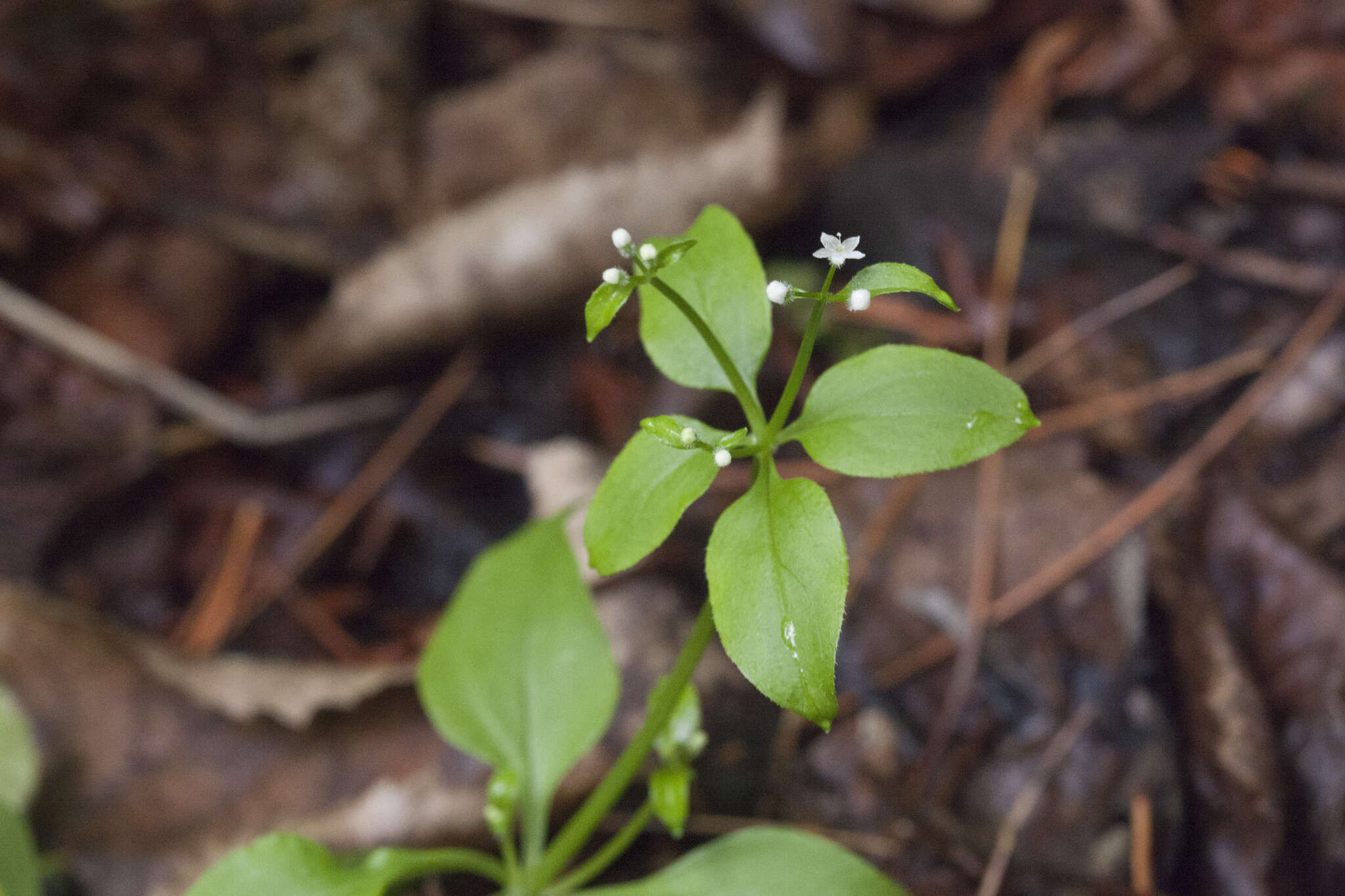 Galium paradoxum Maxim. resmi