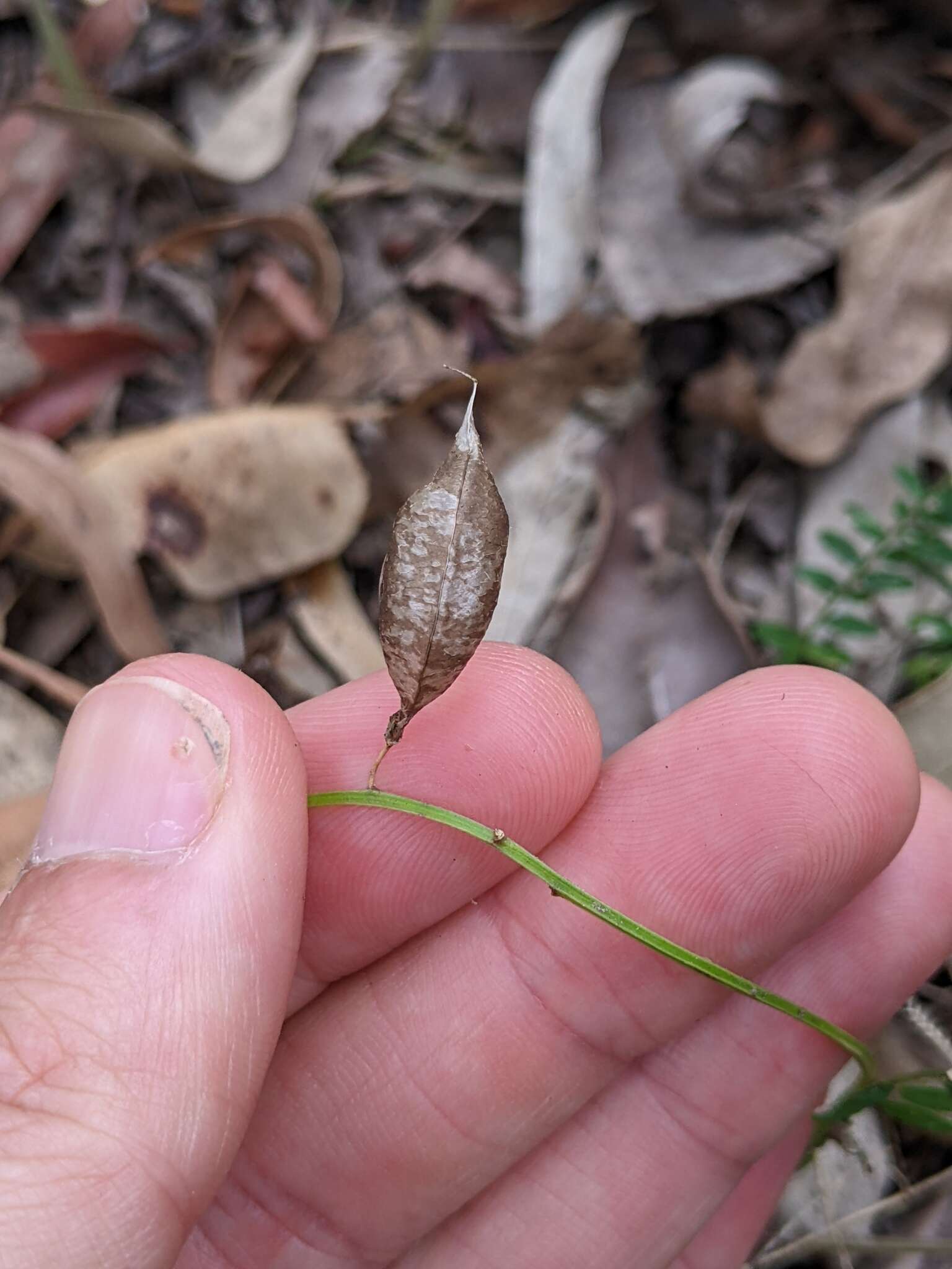 Image of Swainsona brachycarpa Benth.