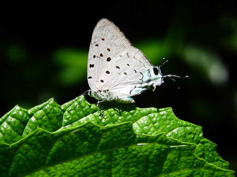 Imagem de Pseudolycaena marsyas (Linnaeus 1758)