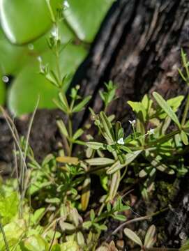 Image of three-petal bedstraw