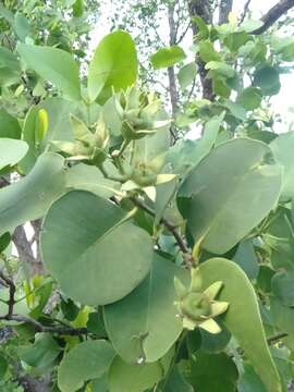 Image of Mangrove apple