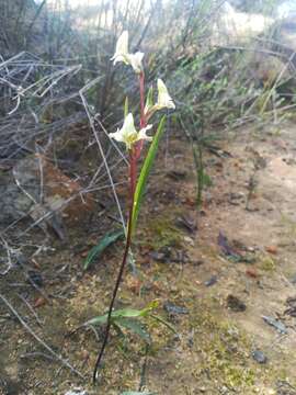 Disperis circumflexa subsp. aemula (Schltr.) J. C. Manning resmi