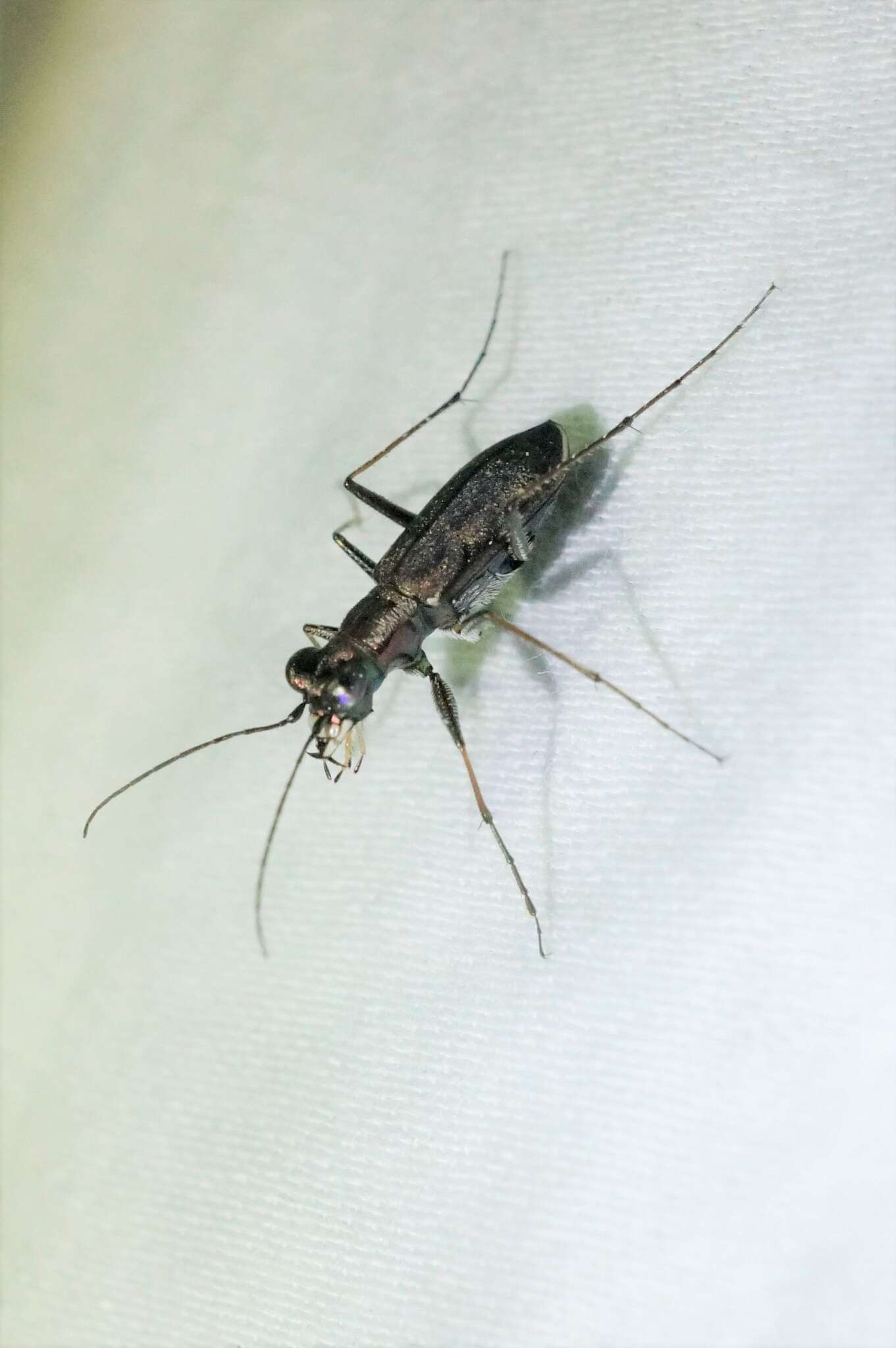 Image of Cylindera (Cylindera) obliquefasciata (M. Adams 1817)