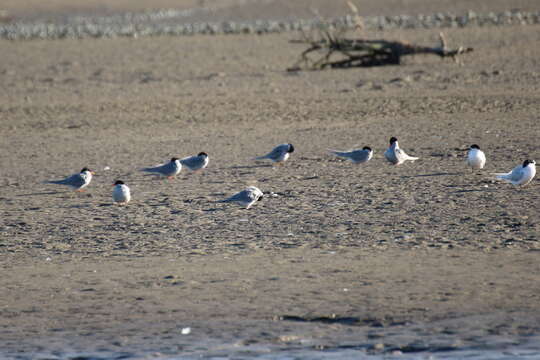 Image of Black-fronted Tern